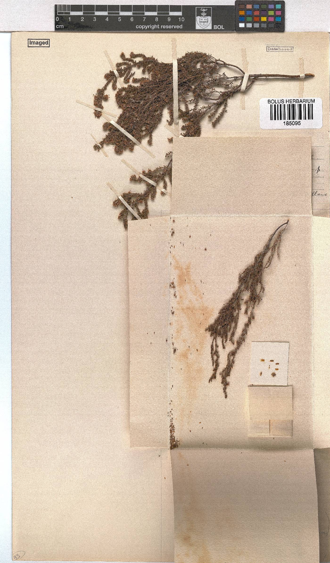 Erica notholeeana image