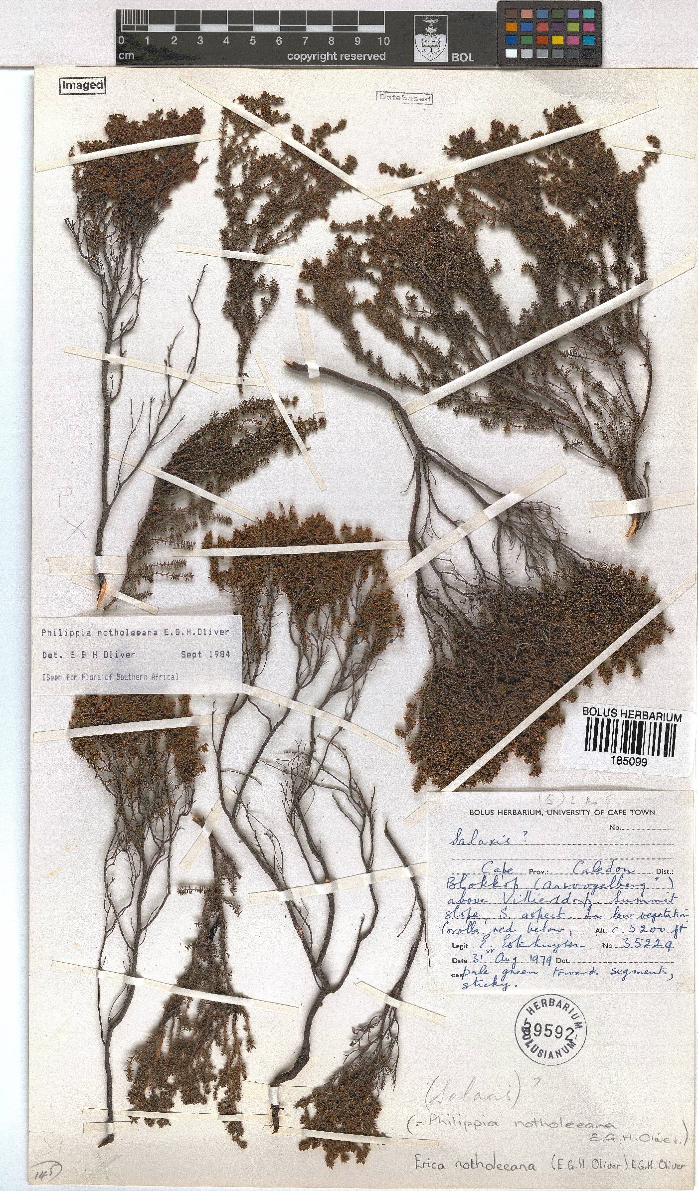 Erica notholeeana image