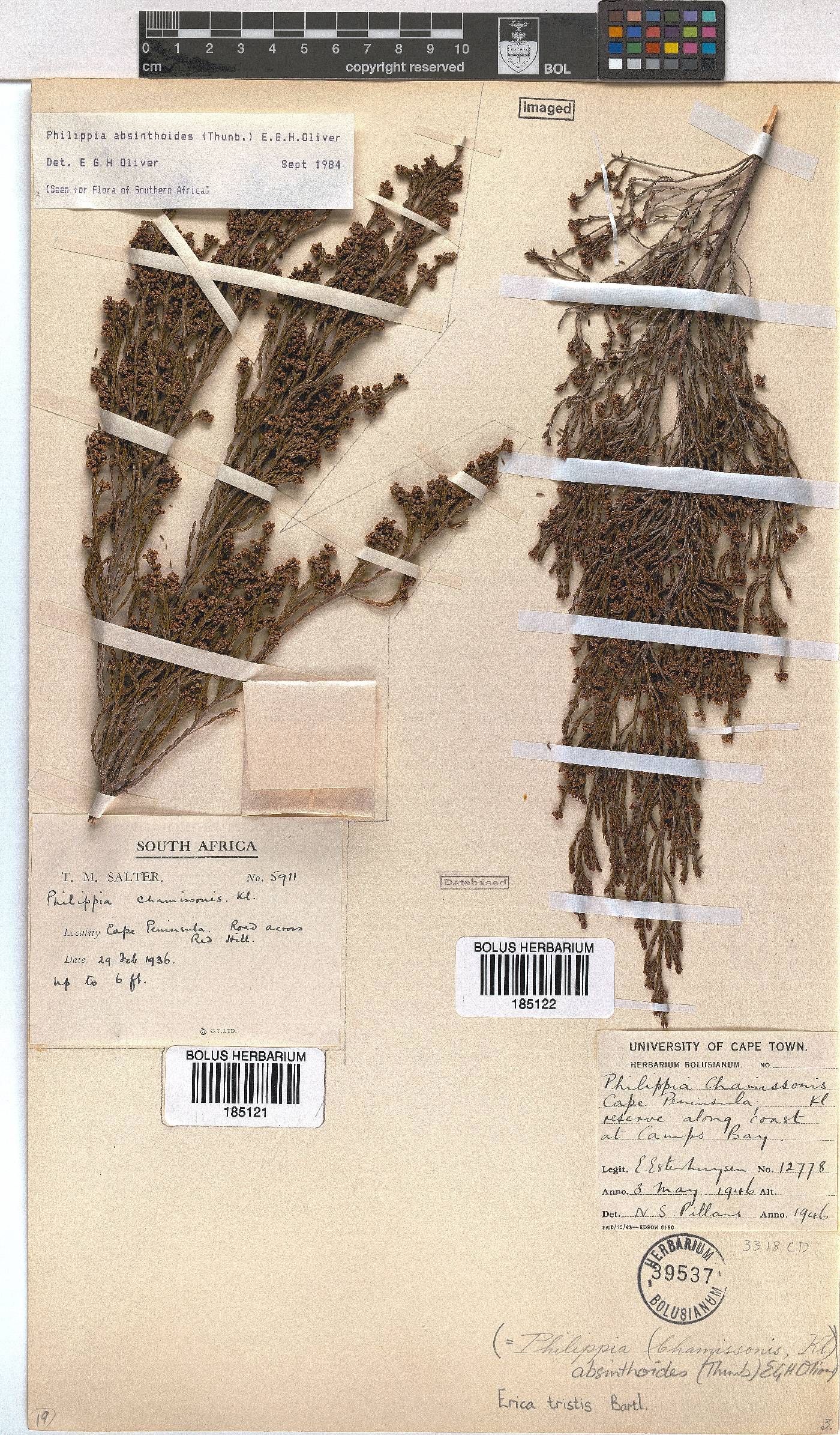 Erica tristis image