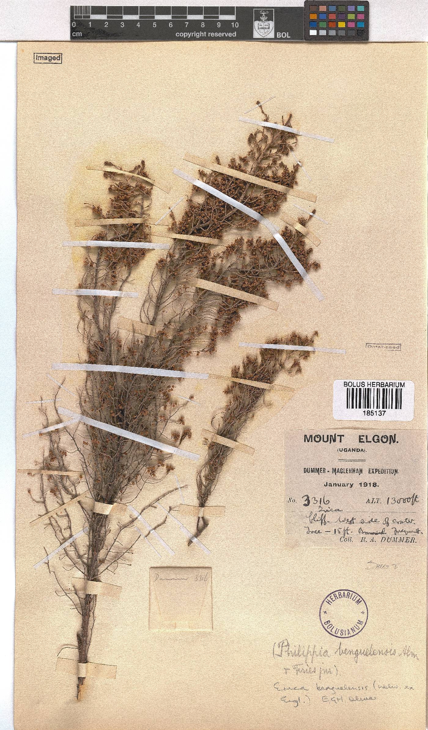 Erica benguelensis image