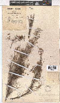 Erica benguelensis image