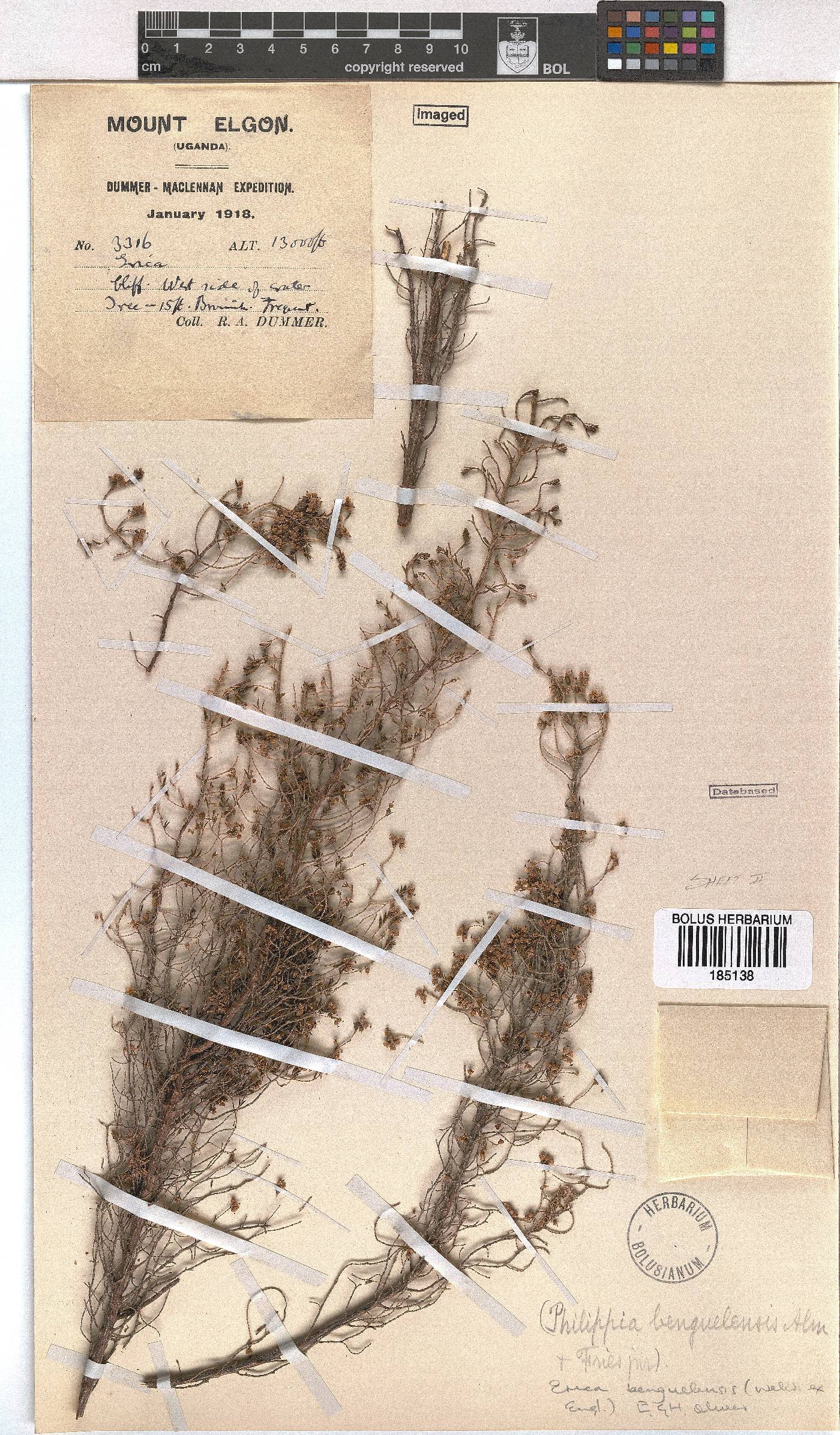 Erica benguelensis image