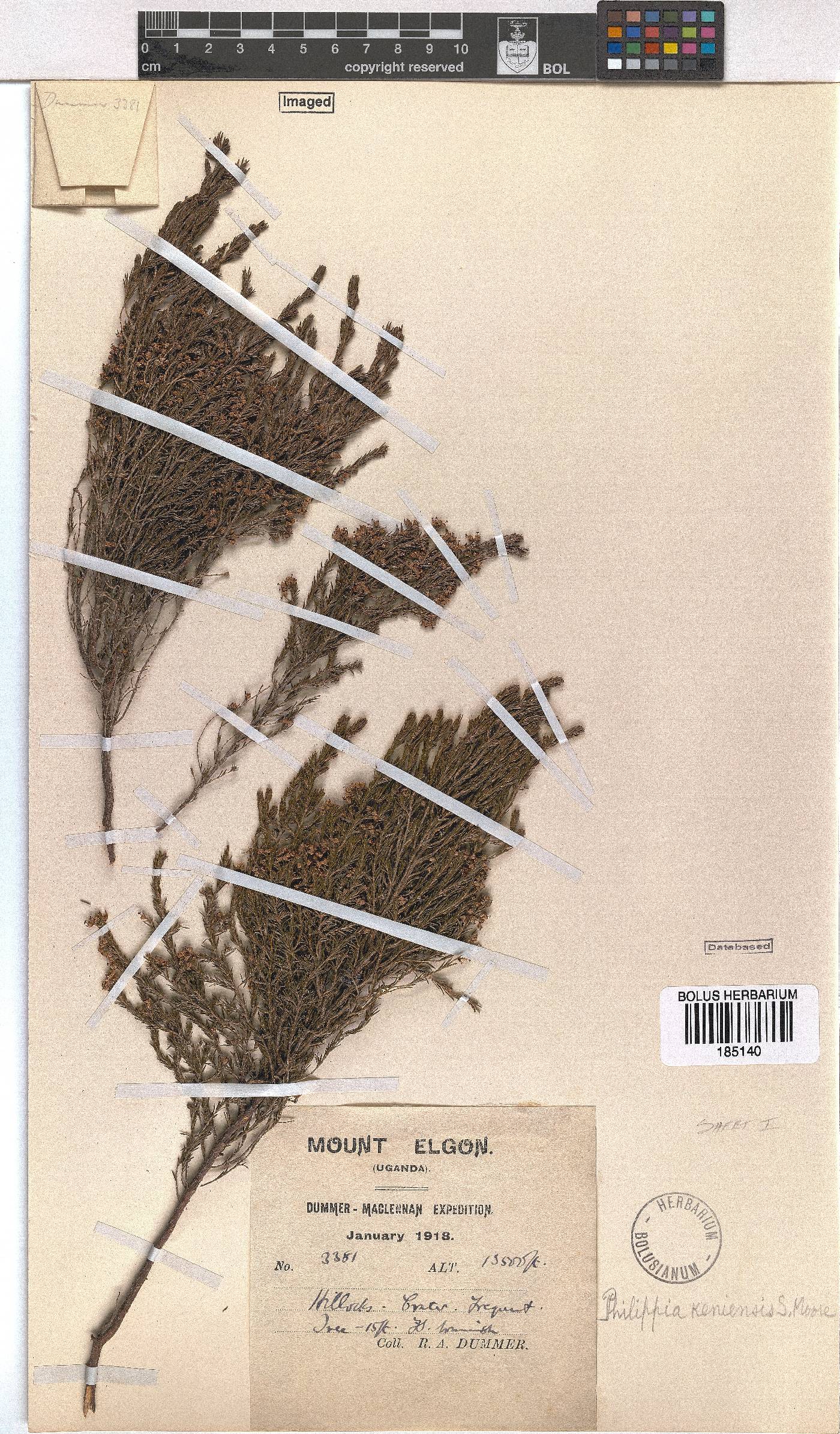 Erica whyteana image