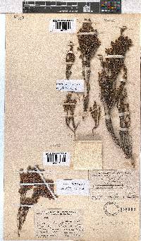 Erica anemodes image