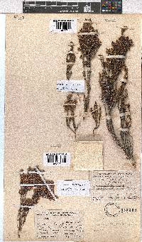 Erica anemodes image