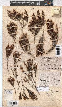 Erica anemodes image