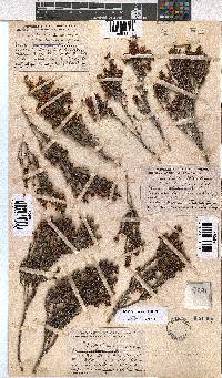 Erica anemodes image