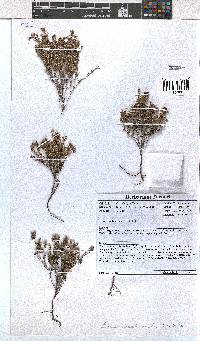 Erica arachnocalyx image