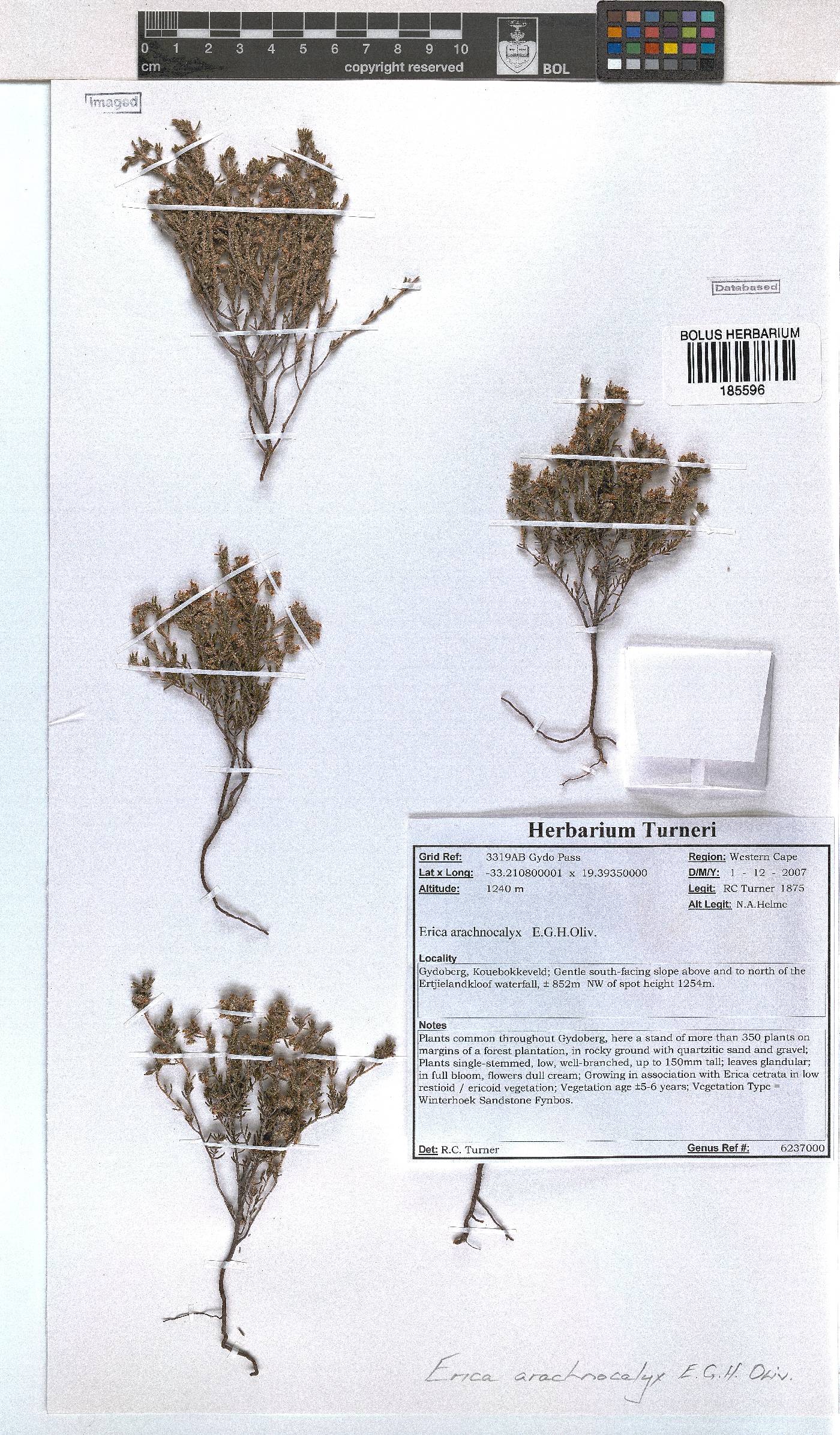 Erica arachnocalyx image