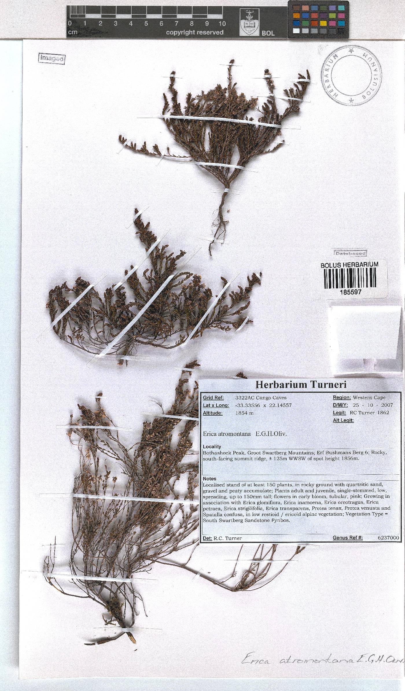 Erica atromontana image