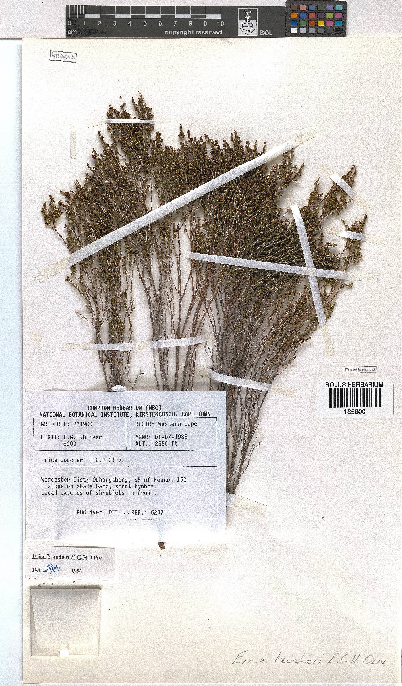 Erica boucheri image