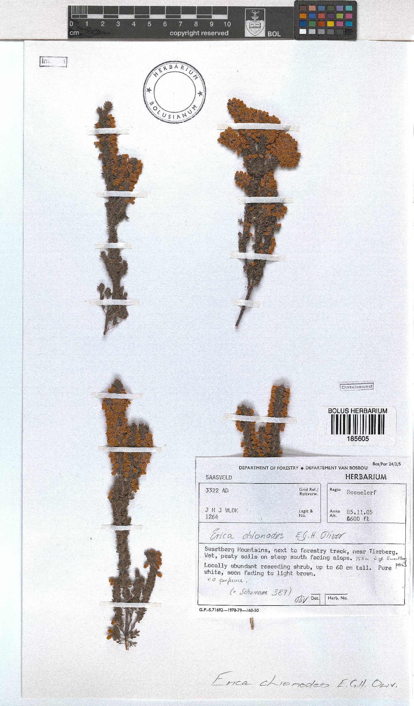 Erica chionodes image