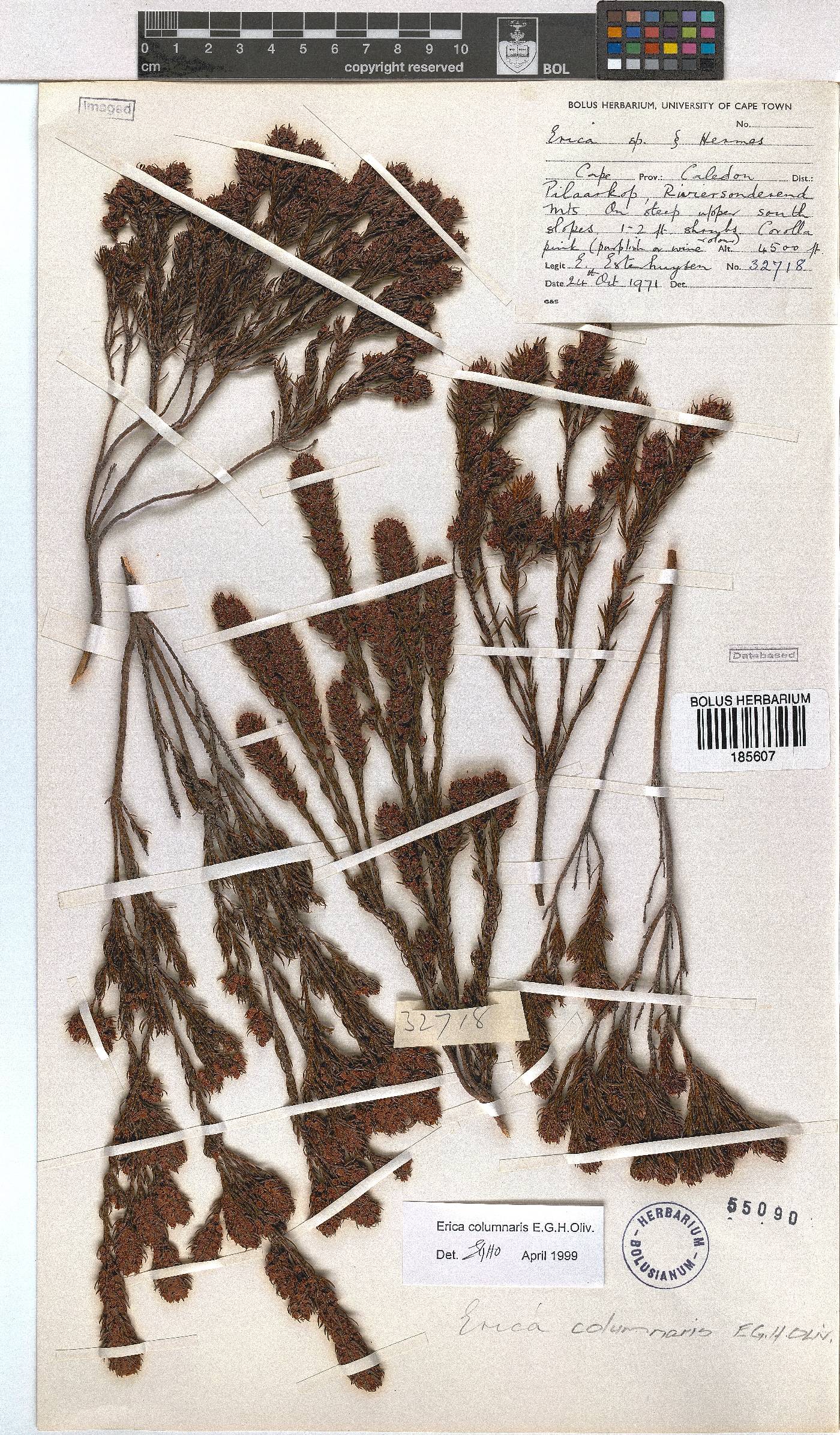 Erica columnaris image