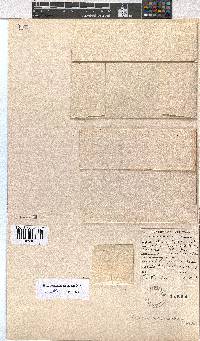 Erica cedromontana image