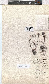 Erica cedromontana image