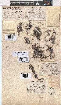 Erica cedromontana image