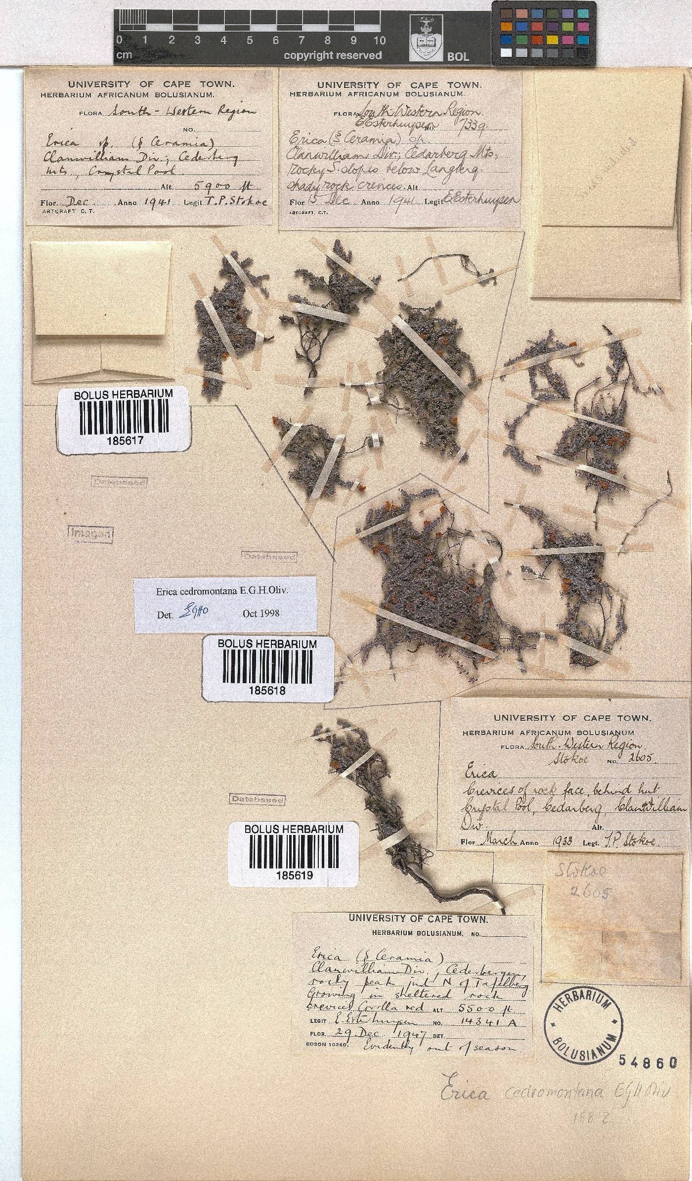 Erica cedromontana image