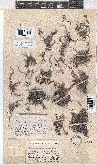 Erica cedromontana image