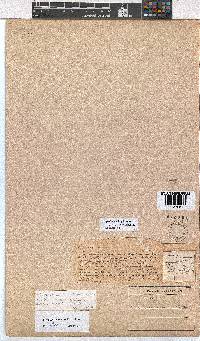 Erica cedromontana image