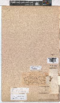 Erica cedromontana image