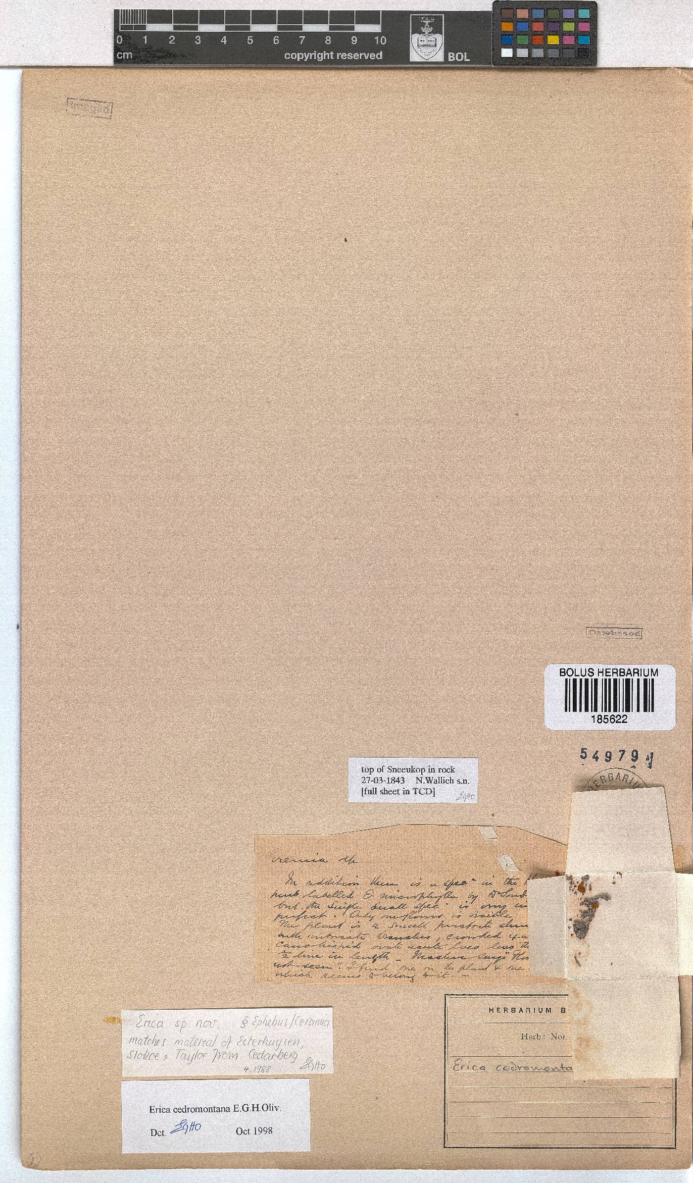 Erica cedromontana image