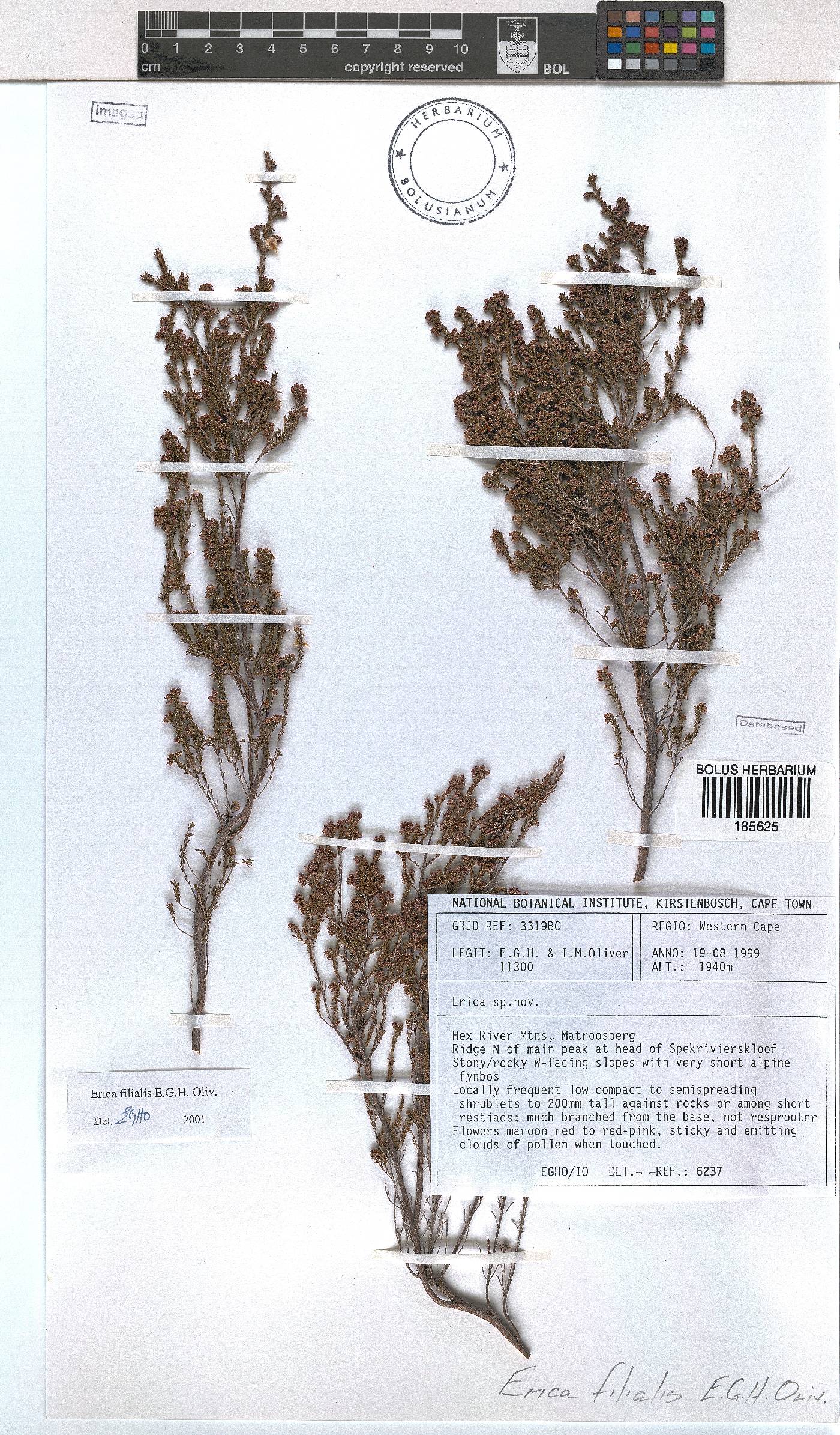 Erica filialis image