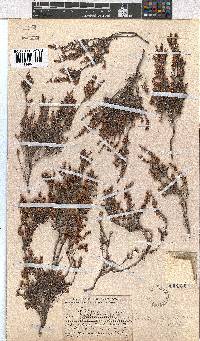 Erica florifera image