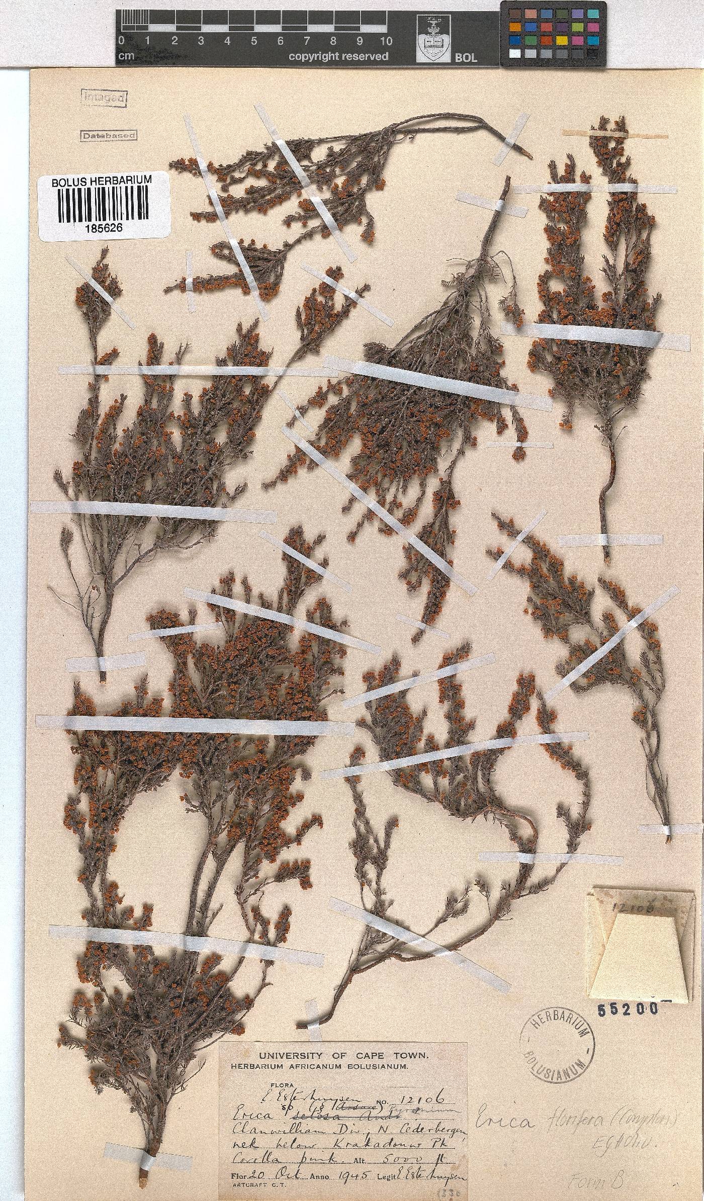 Erica florifera image