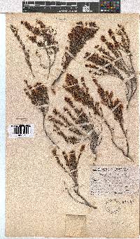 Erica florifera image