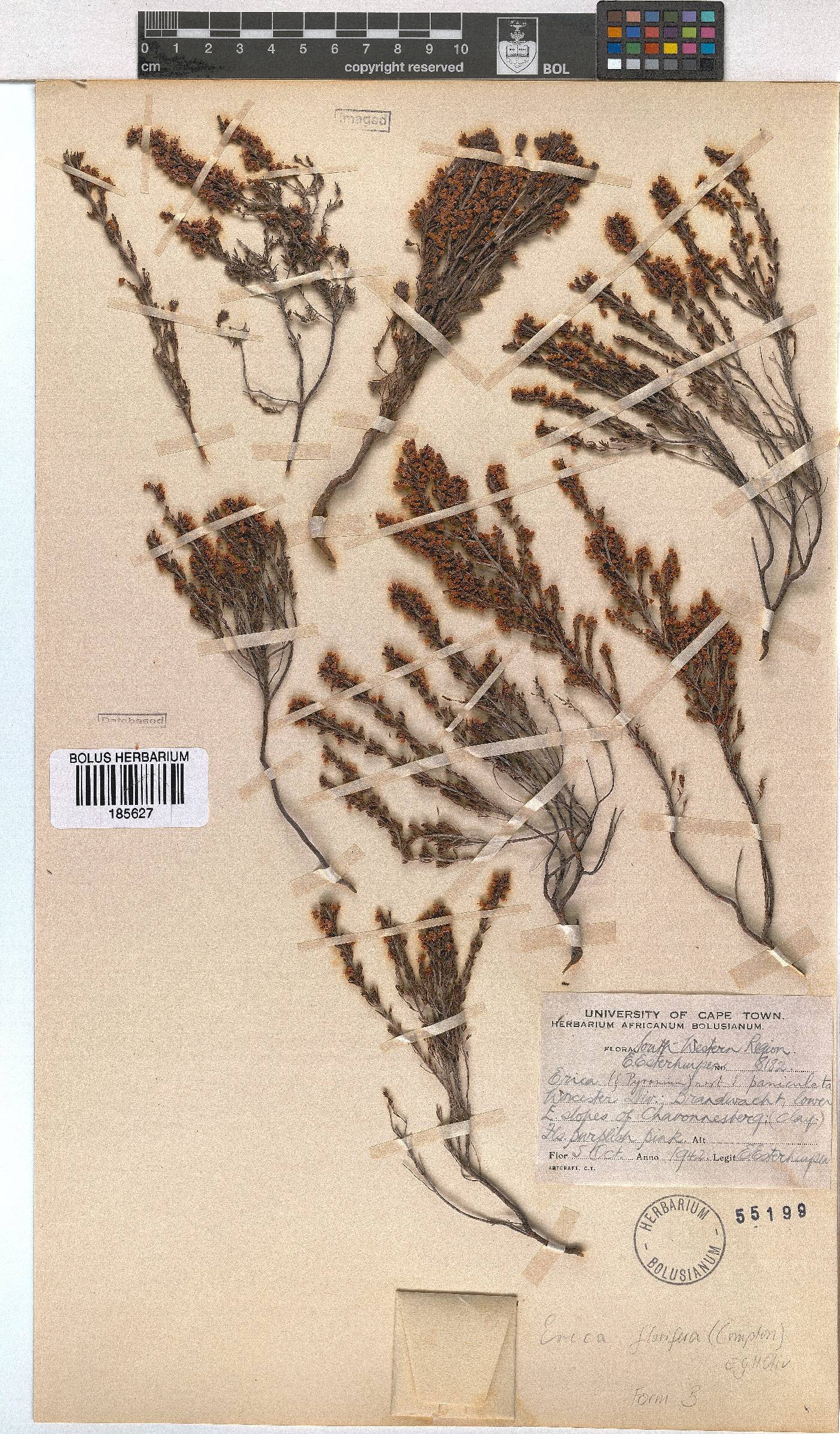 Erica florifera image