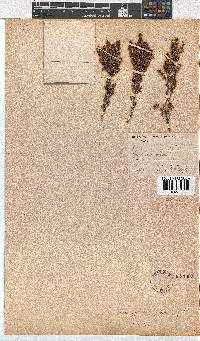 Erica florifera image