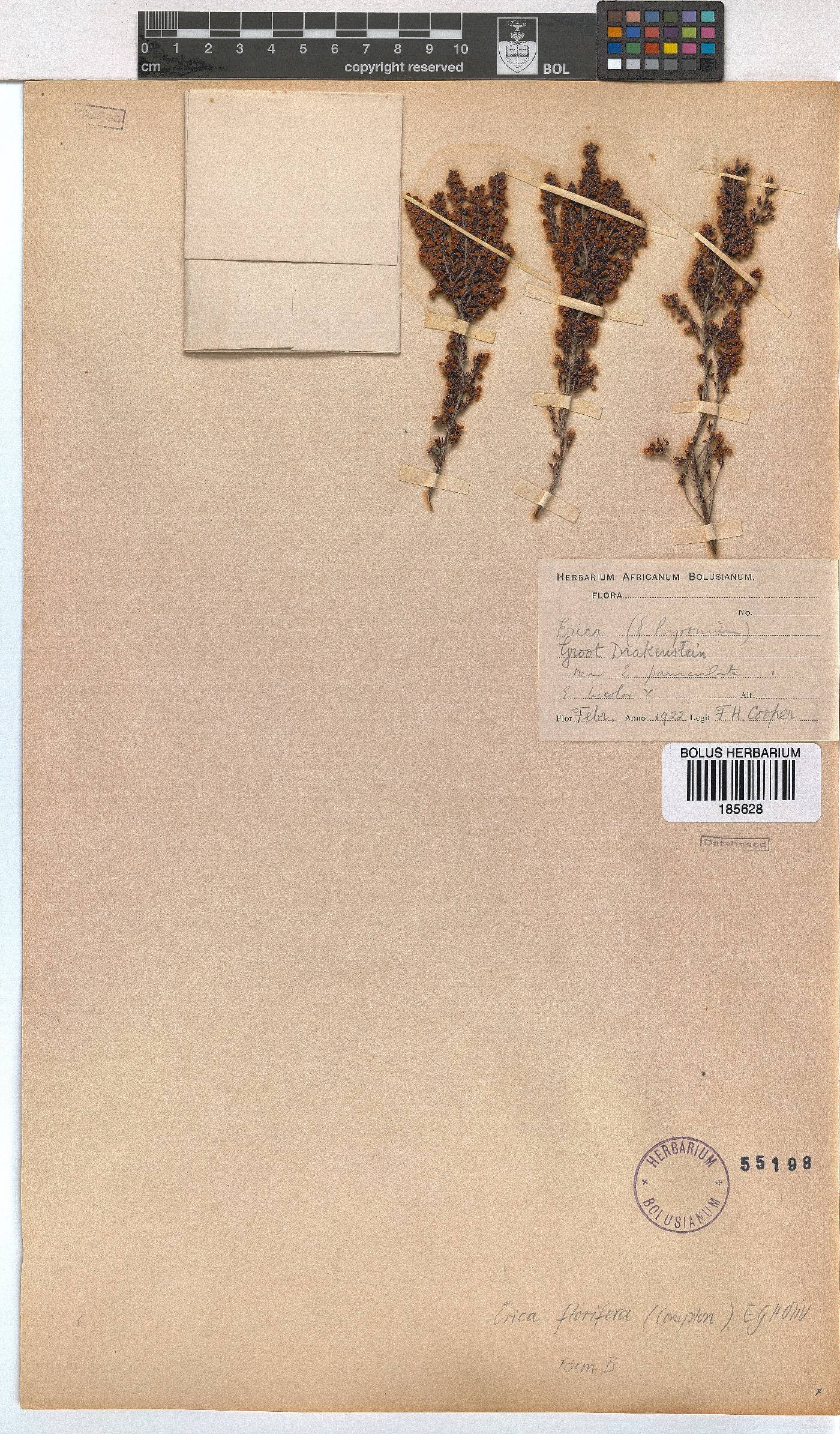 Erica florifera image