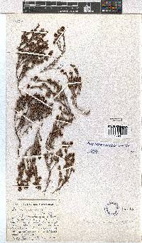 Erica hebdomadalis image