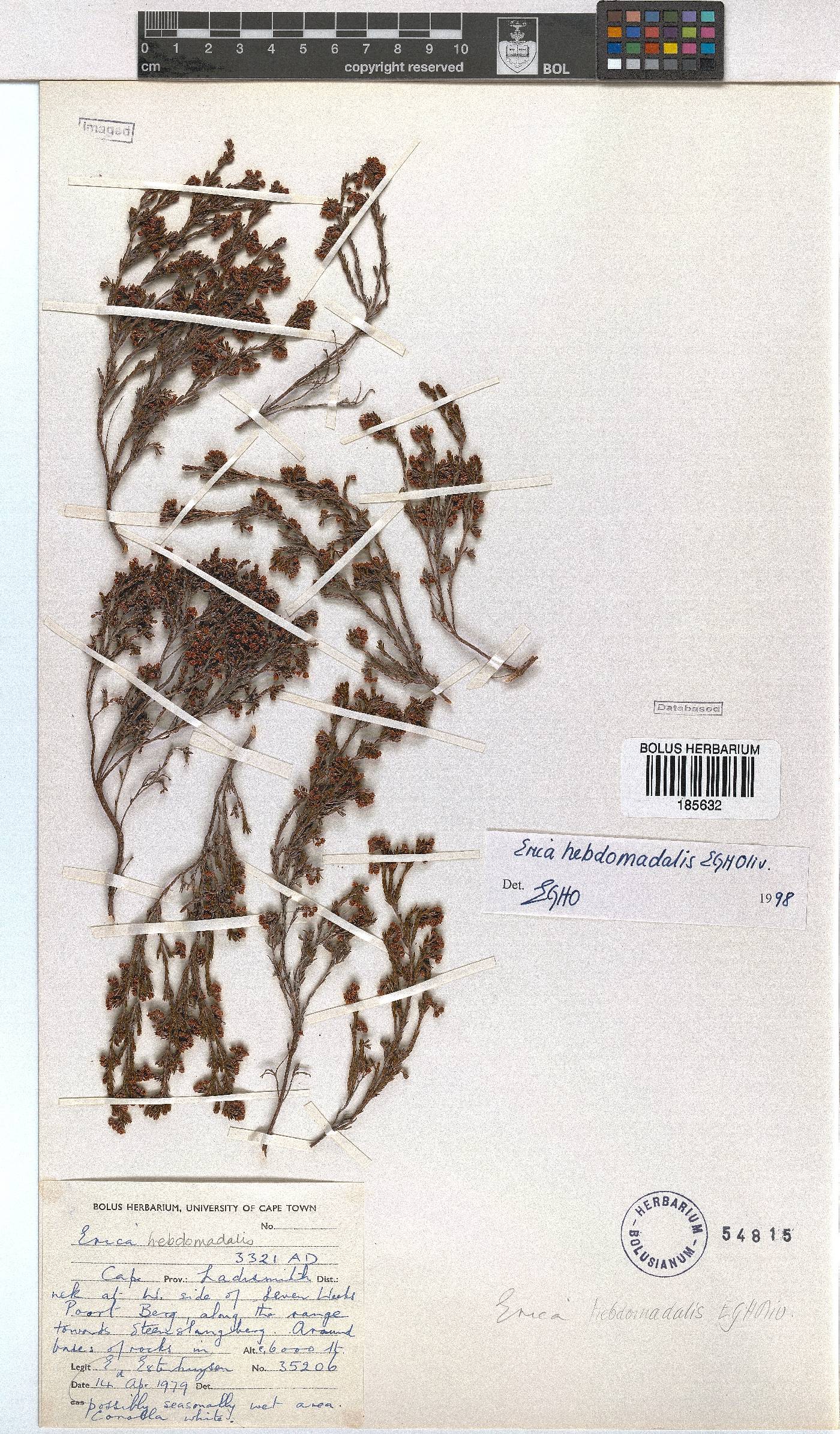 Erica hebdomadalis image