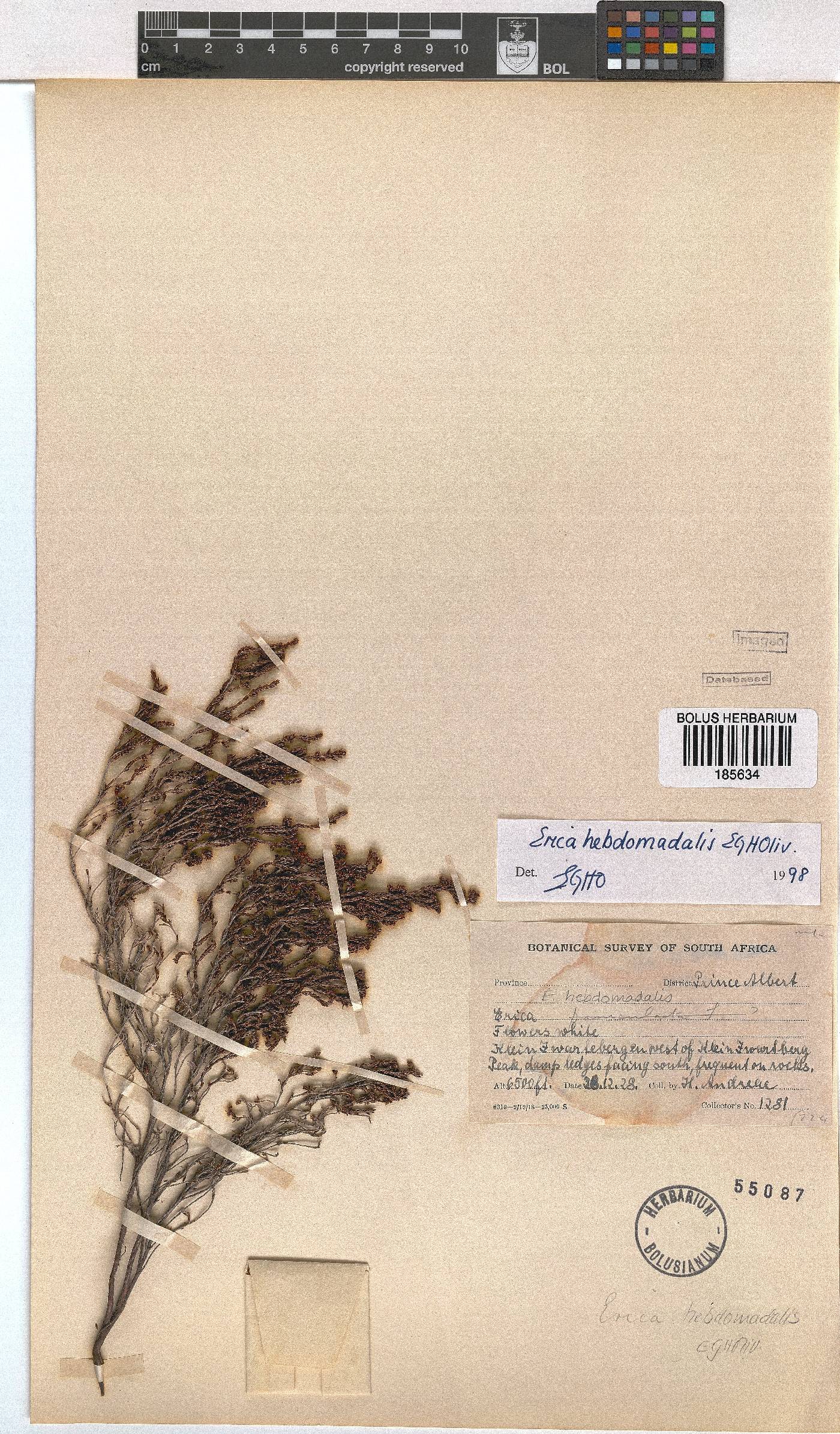 Erica hebdomadalis image
