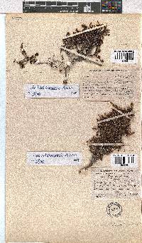 Erica hebdomadalis image