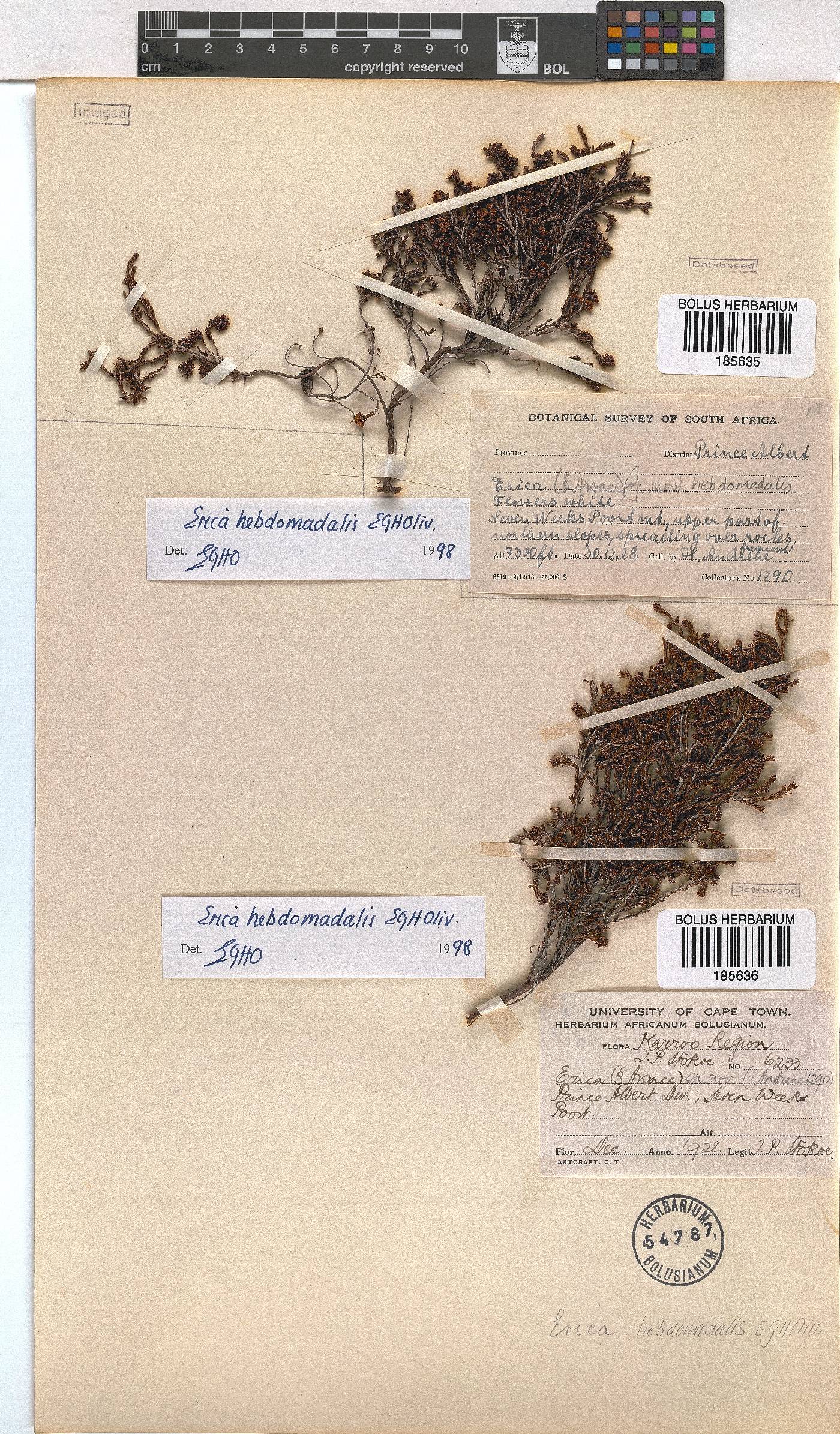 Erica hebdomadalis image