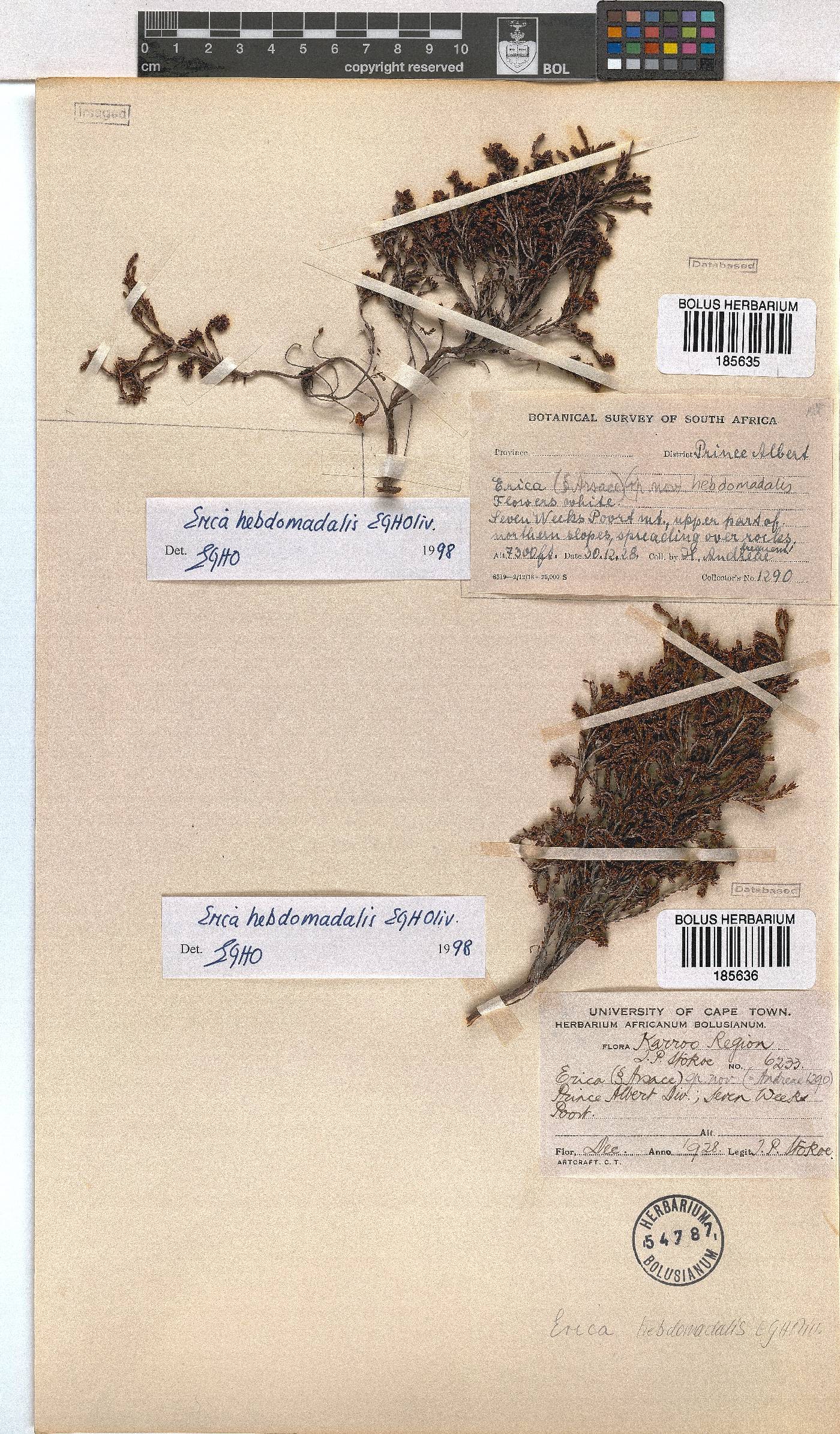 Erica hebdomadalis image