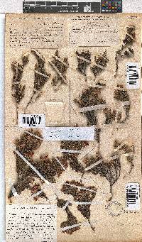 Erica kirstenii image