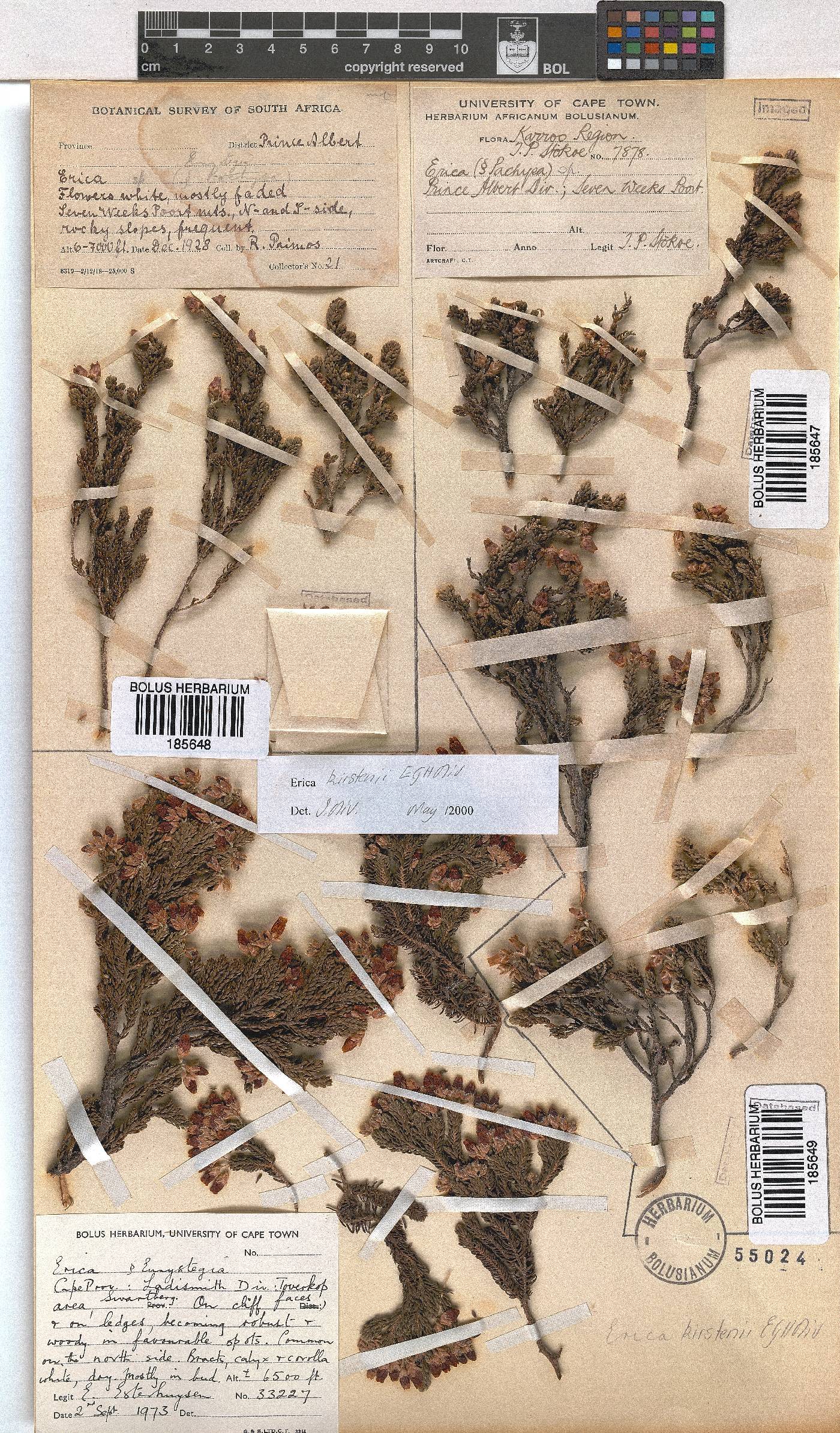 Erica kirstenii image