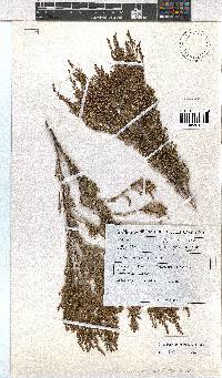 Erica parviporandra image