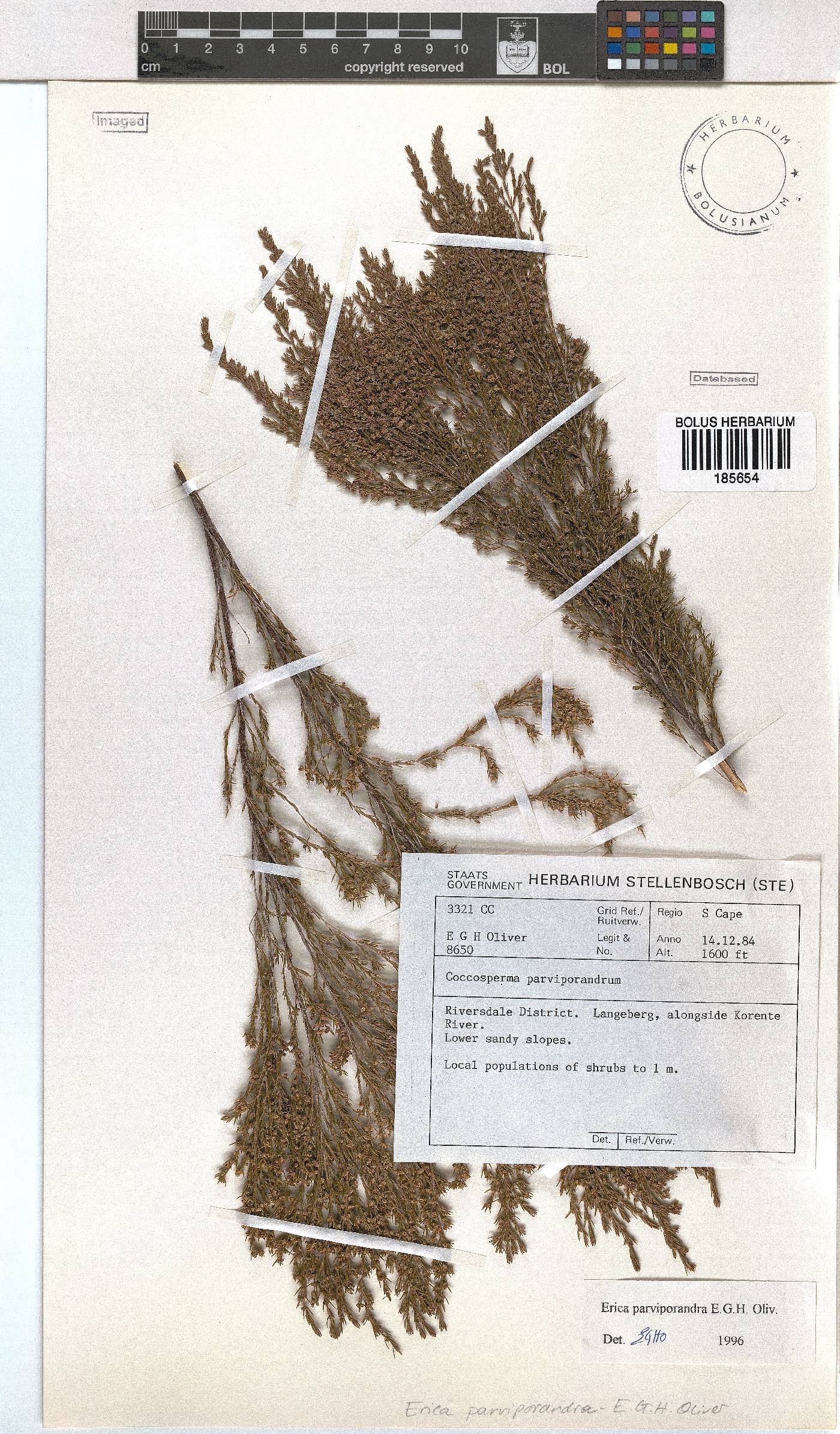 Erica parviporandra image