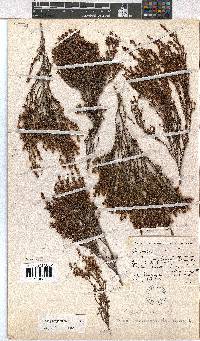 Erica parviporandra image