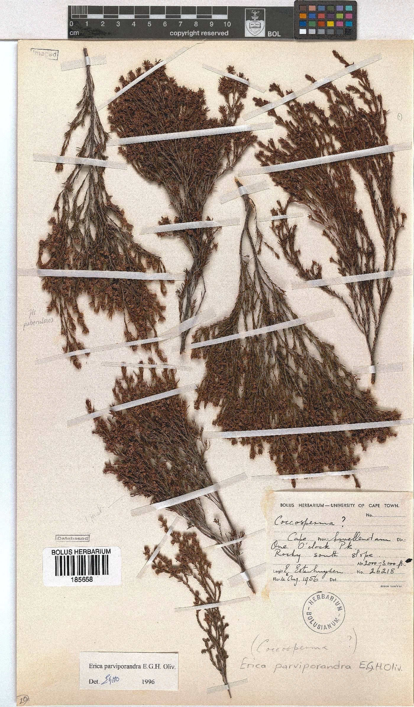 Erica parviporandra image