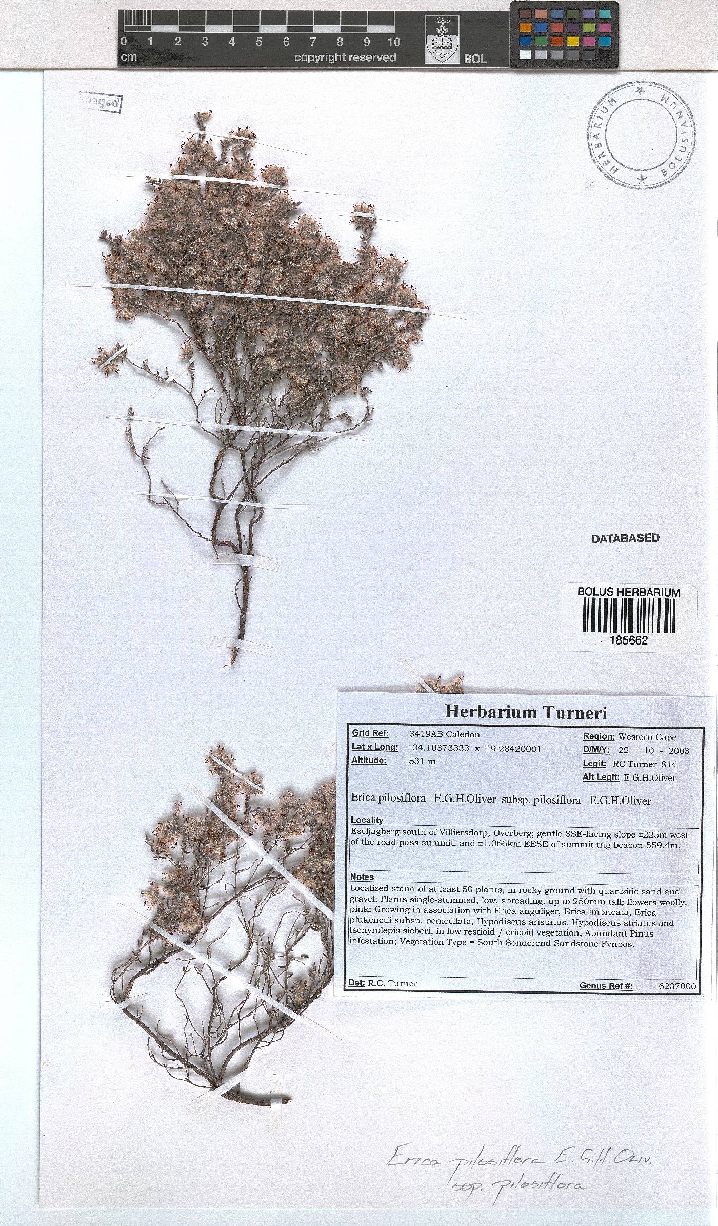 Erica pilosiflora subsp. pilosiflora image