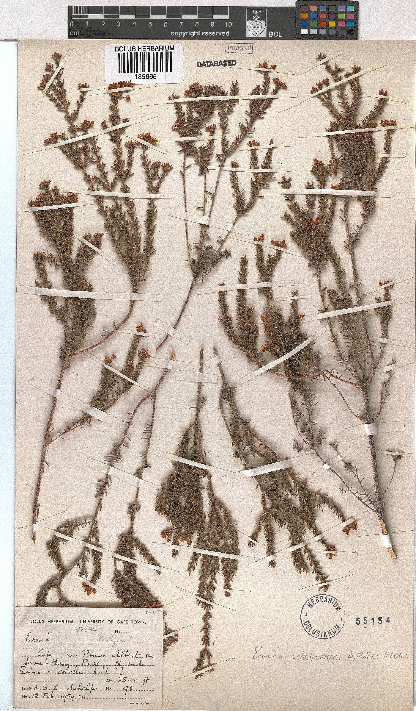 Erica schelpeorum image