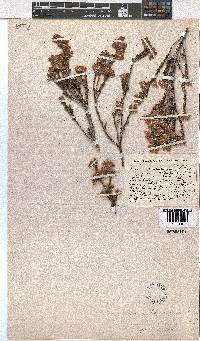 Erica taylorii image