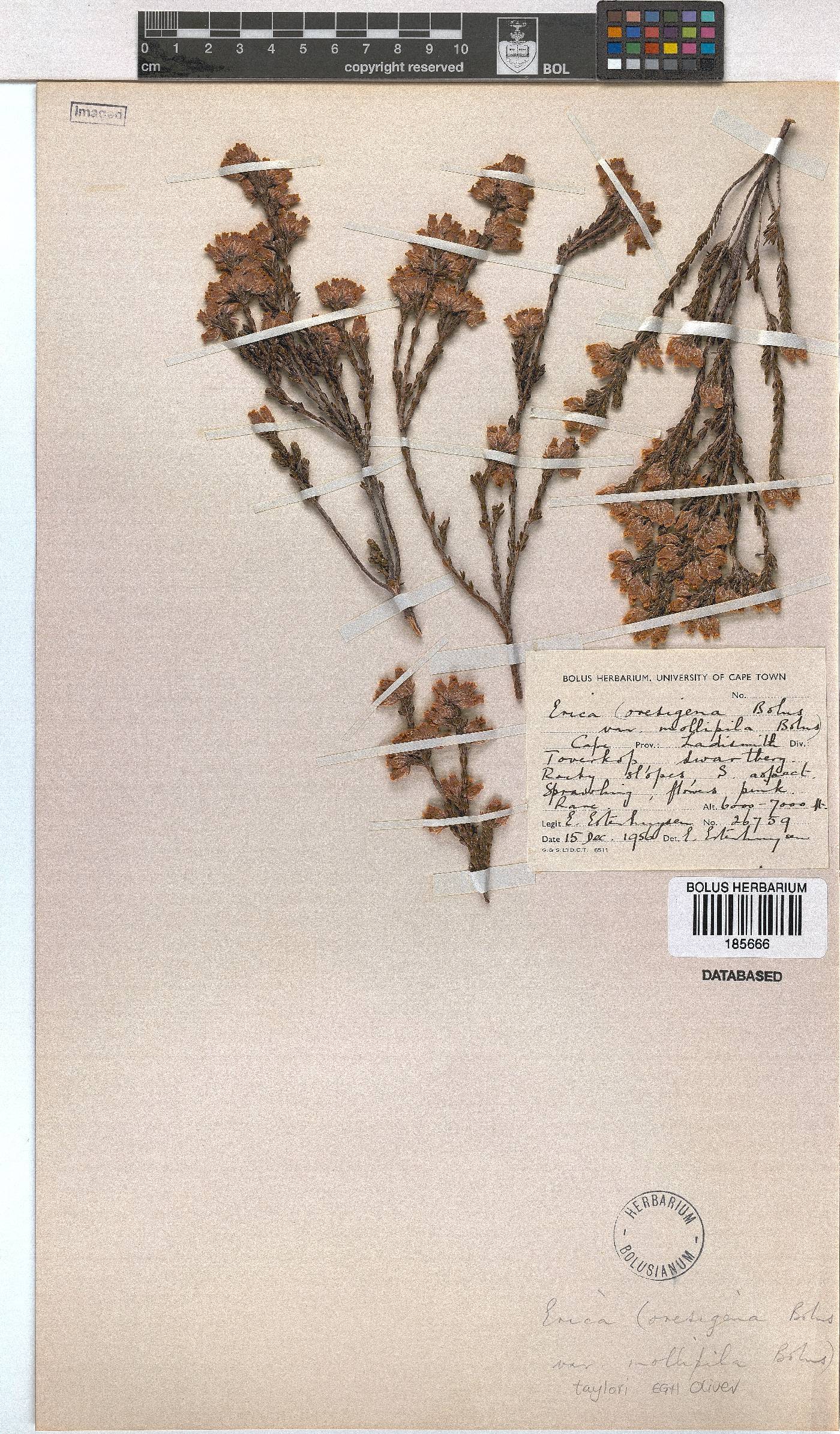 Erica taylorii image