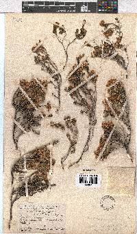 Erica taylorii image