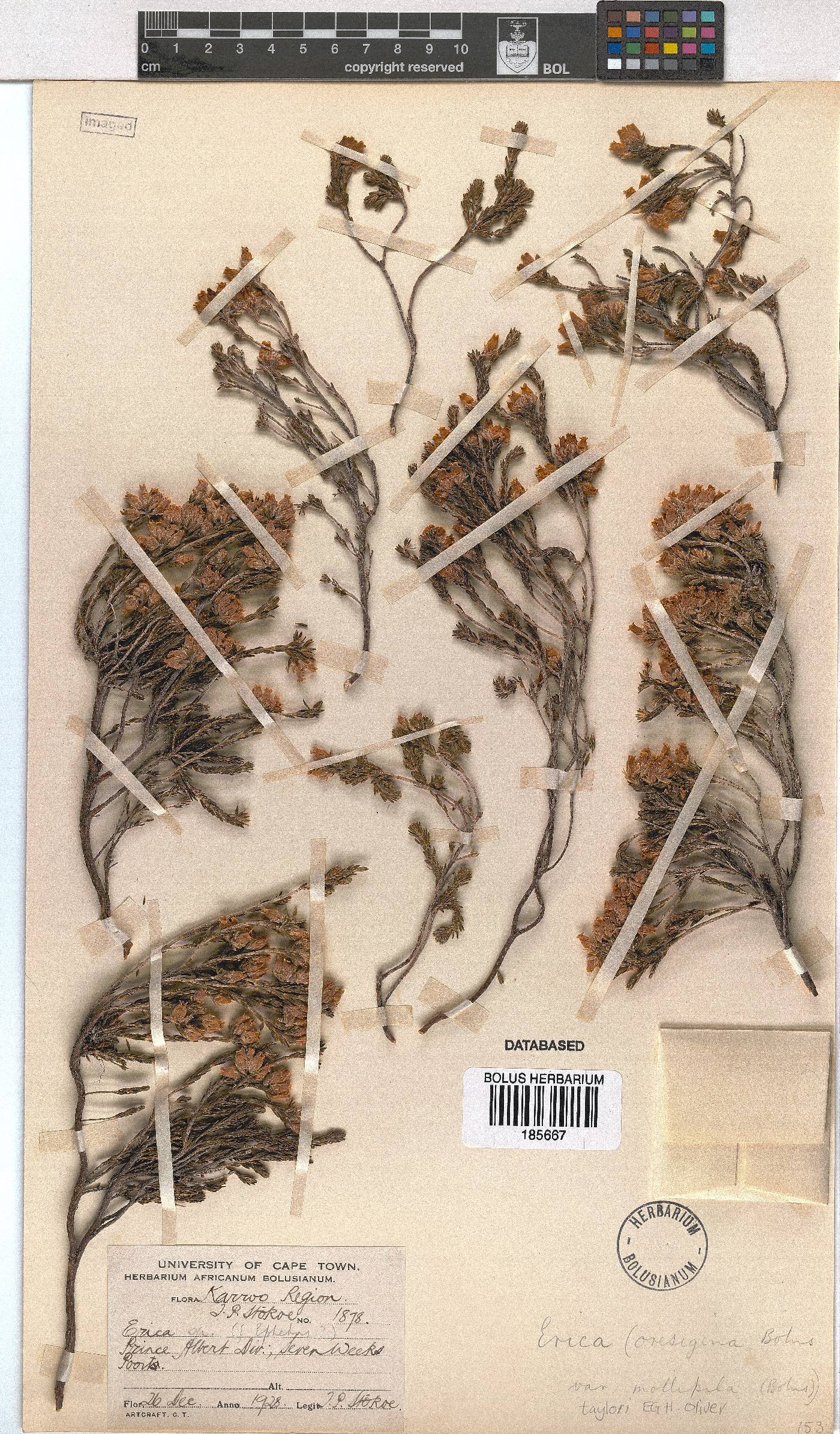 Erica taylorii image